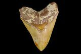 Serrated, Fossil Megalodon Tooth - West Java, Indonesia #154628-1
